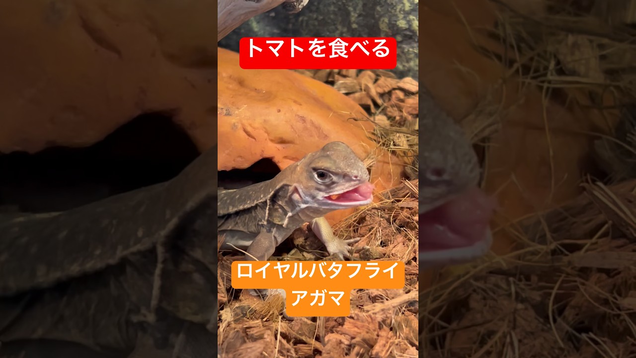 トマトが大好きなロイヤルバタフライアガマ 