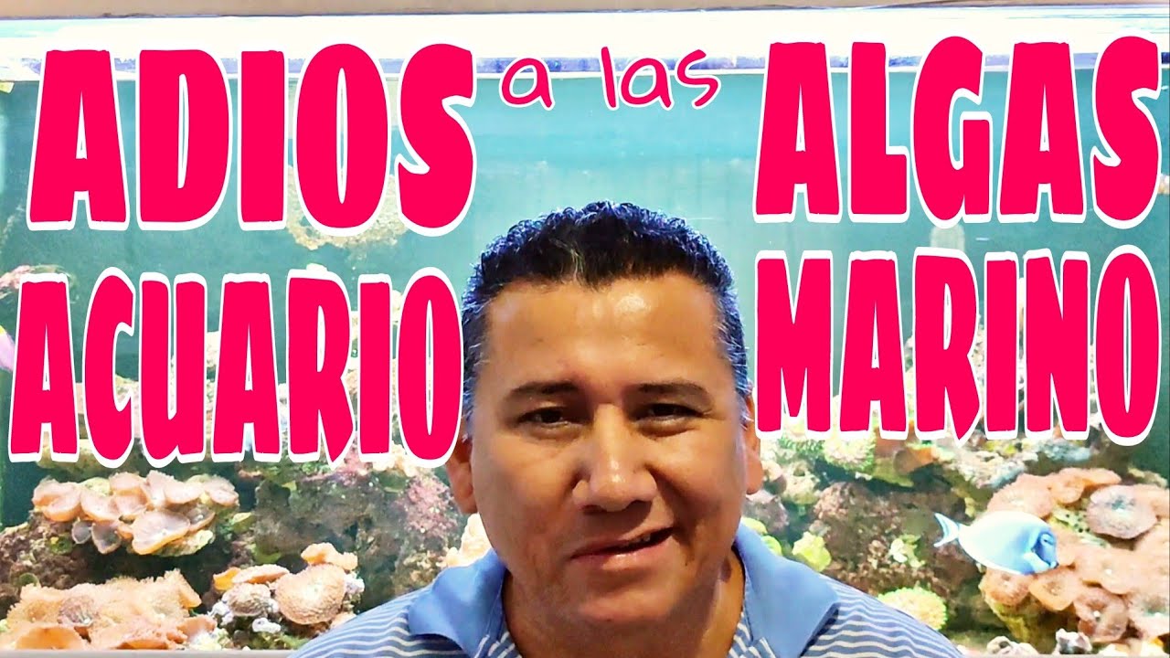 COMO ACABAR CON LAS ALGAS DEL ACUARIO MARINO. DIATOMEAS, FILAMENTOSAS, VERDES, PARDAS.