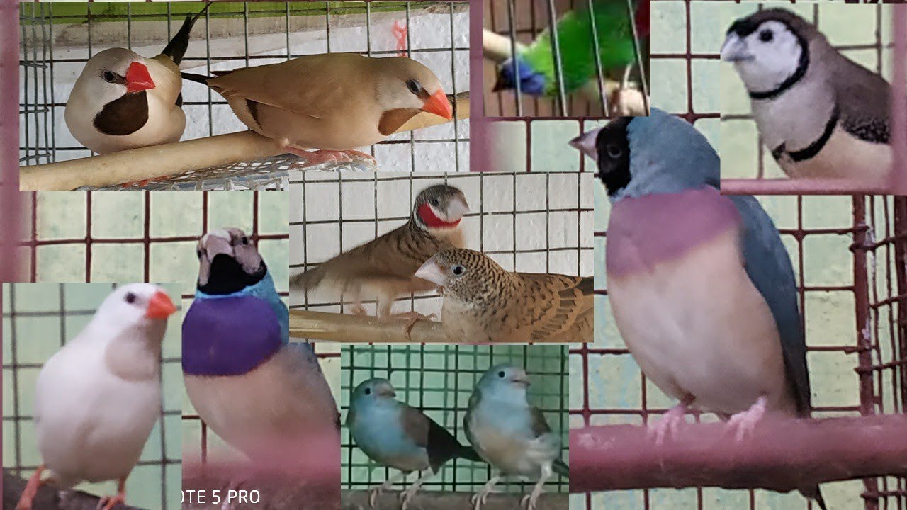 Fifteen types of rare  quality finch bird.