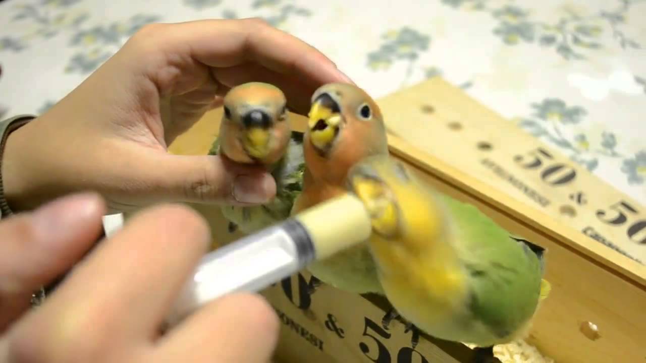 Piccoli inseparabili allevati a mano - i tre moschettieri