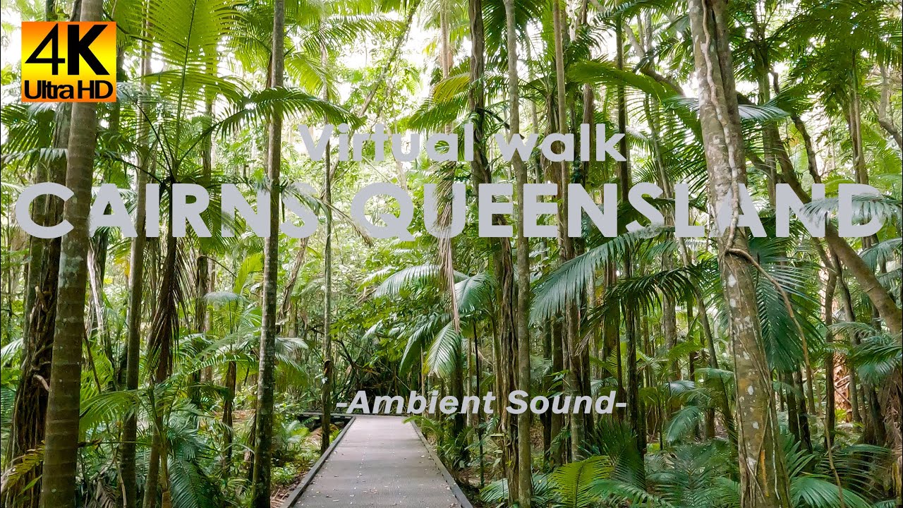 4K Virtual walk-Cairns Botanic Garden Rainforest Boardwalk | Cairns Queensland