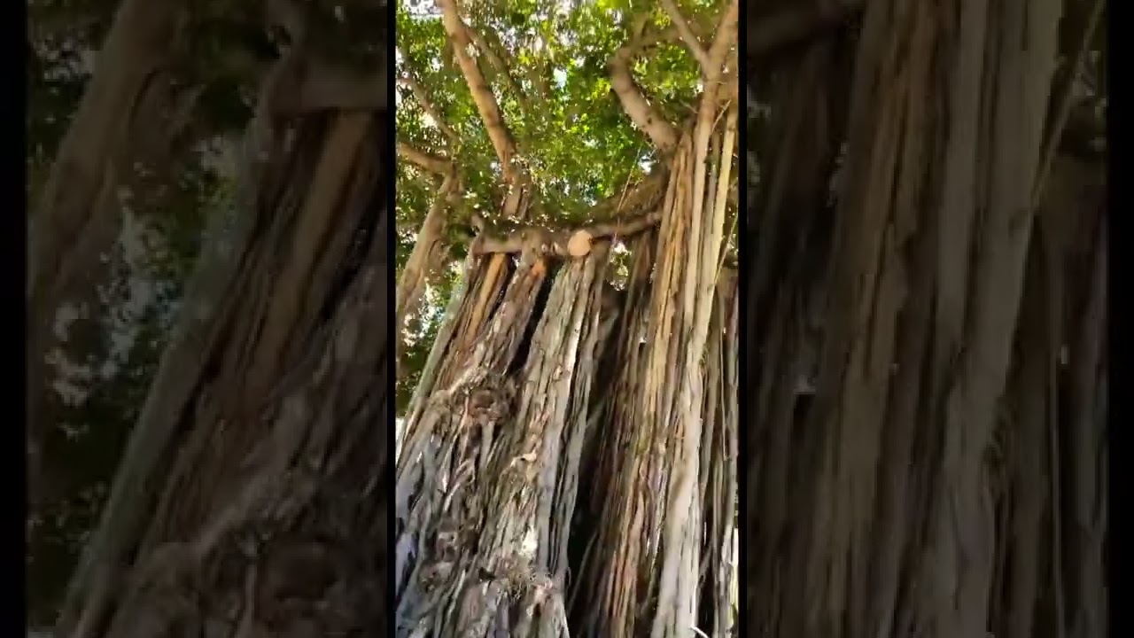 Bicycles & trippy Tree Vines🏝 