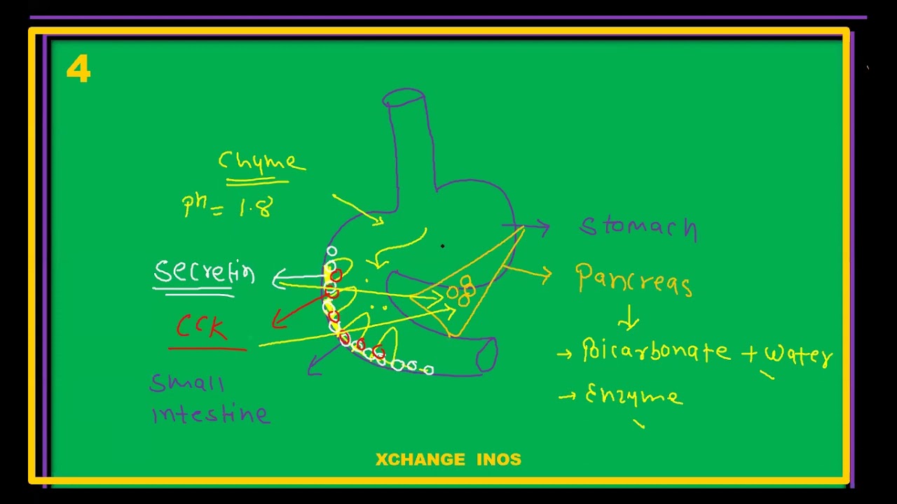 L5 CHEMICAL COORDINATIONAND INTEGRATION CLASS12| NEET BIOLOGY  | XCHANGE INOS | S.SONI SIR CBSE