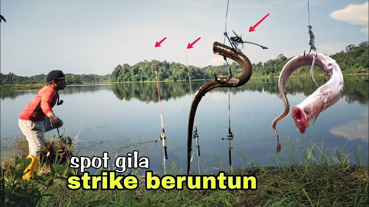 STRIKE BERUNTUN!! amisnya umpan di sambar ikan toman besar