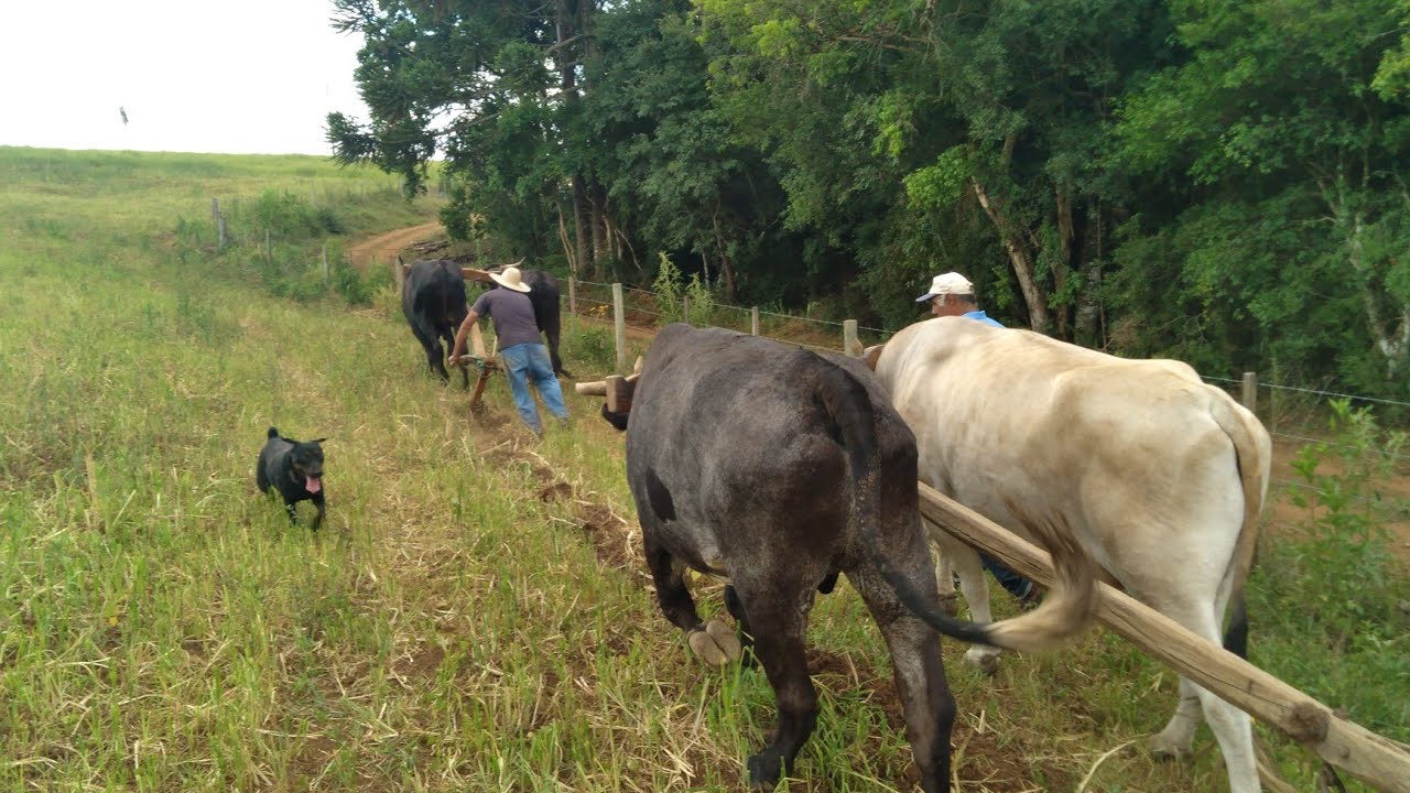 ARANDO COM BOIS NA ROÇA IGUAL ANTIGAMENTE RS