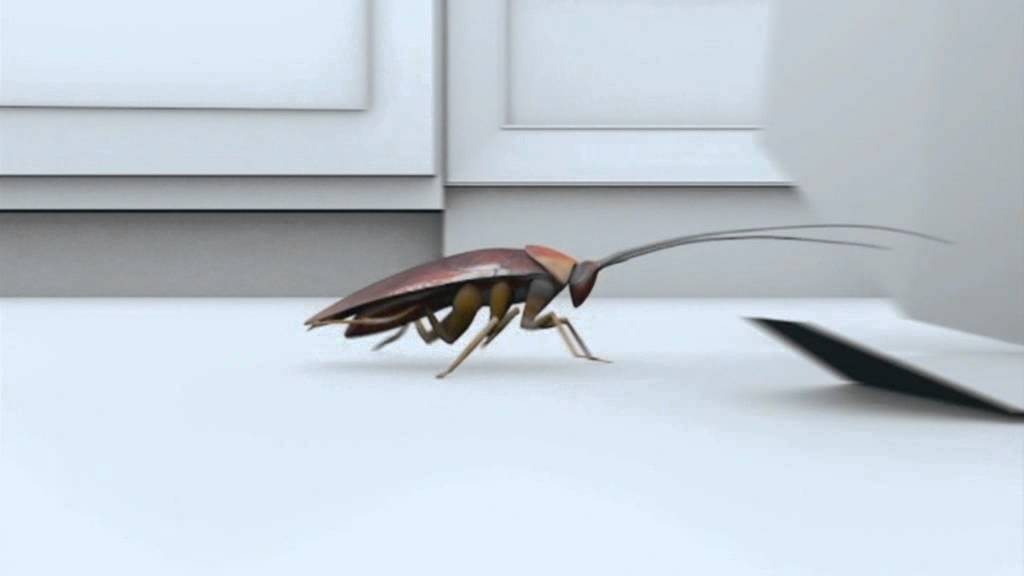 UNIVERSAL - SyFy. The Cockroach. (Case - ENG)