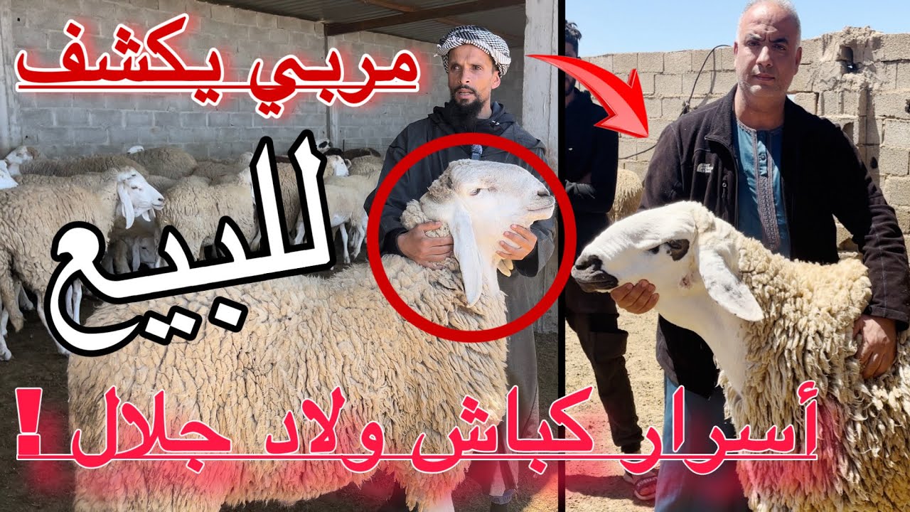 كباش ولاد جلال العملاقة و الأصلية تصنع الحدث في مستثمرة شرقية مع المربي خالد ميموني من باتنة الشرق