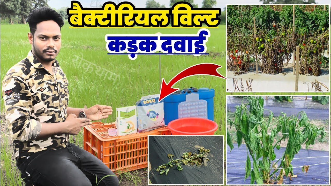बैक्टिरियल विल्ट की रोकथाम | Bacterial Wilt Control | tomato | Chilli | उकड़ा रोग की रोकथाम