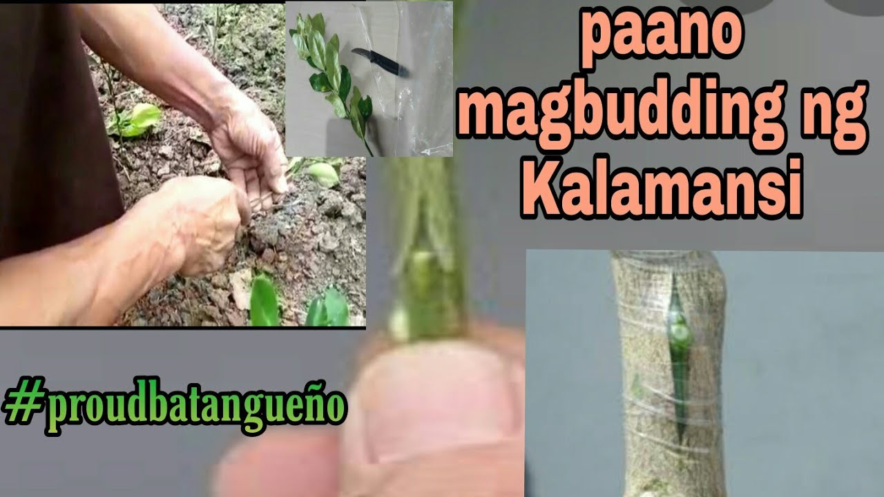 BUDDING/Paano magbudding ng Kalamansi/T BUDDING