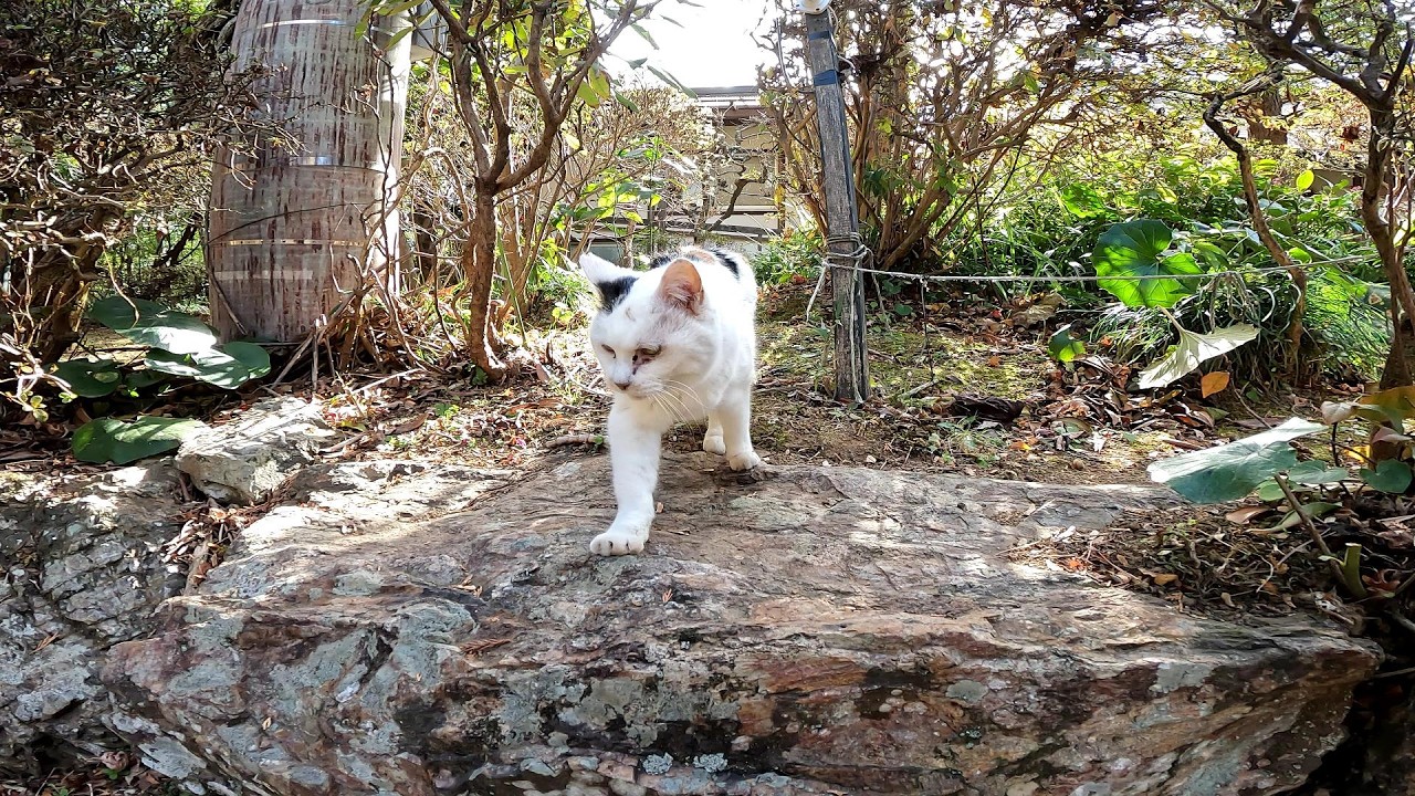 日本庭園をうろつく野良猫