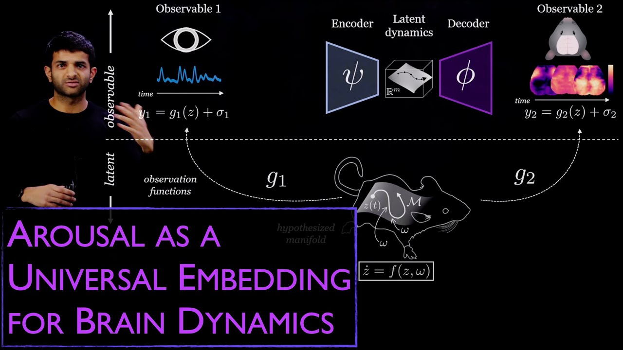 Arousal as a universal embedding for spatiotemporal brain dynamics