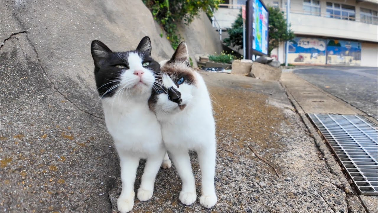 寄り添いあって歩く猫