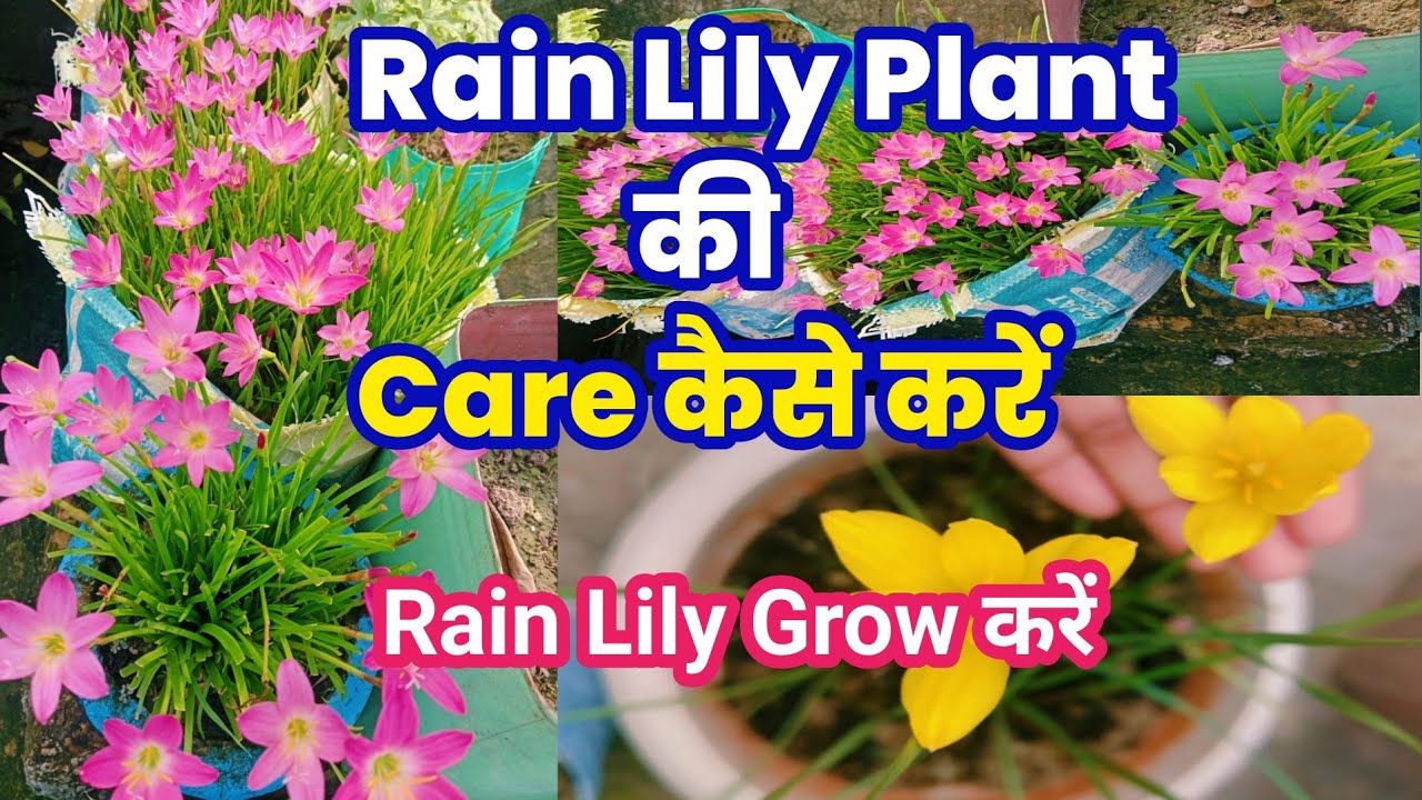 Rain Lily Plant Care || Rain Lily Grow Kare|| Rain Lily