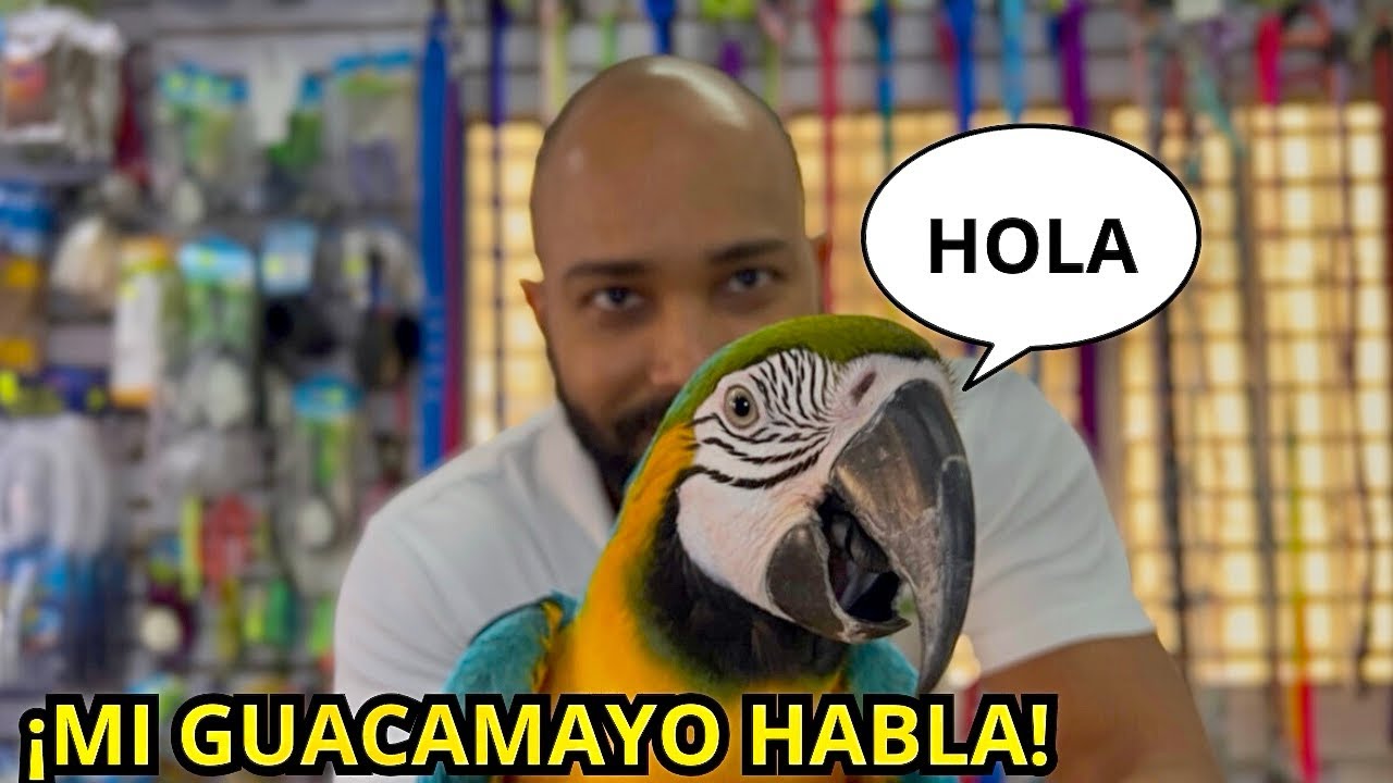  Cómo enseñar a un guacamayo a hablar paso a paso 🦜✨