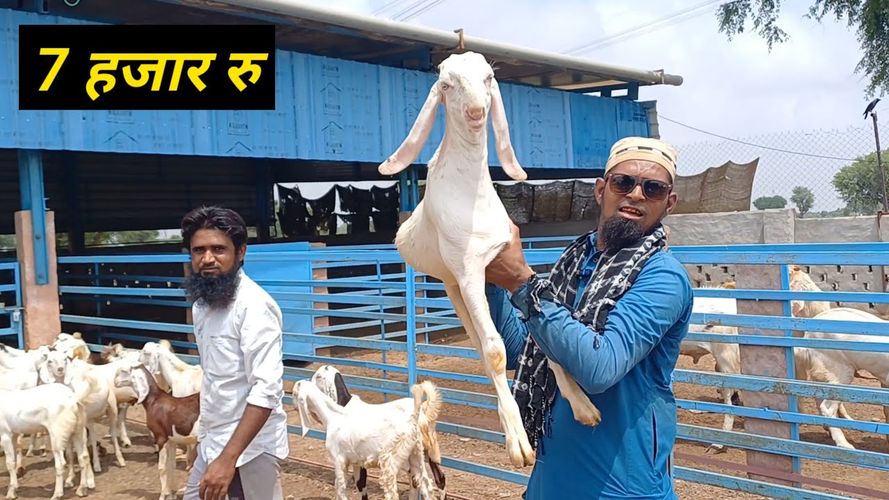 8949801371 सोजत बकरे बकरियां क्वालिटी में एक नंबर शानदार जबरदस्त |