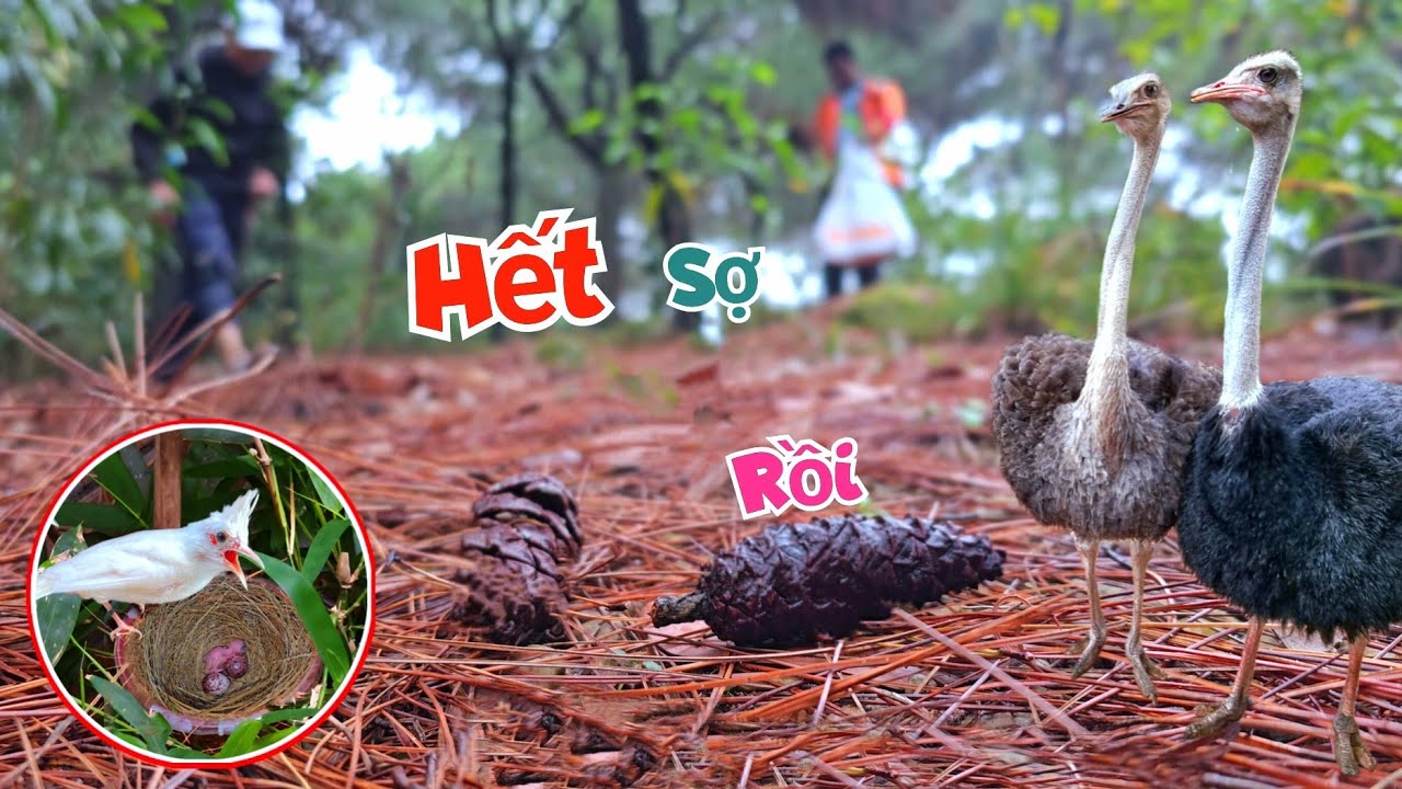 Đà Điểu Đã Không Còn Sợ Tiếng Trống - Đi Tìm Đồ Cho Chim Làm Tổ Và Trang Trí Thông Noel / Quế Nghịch