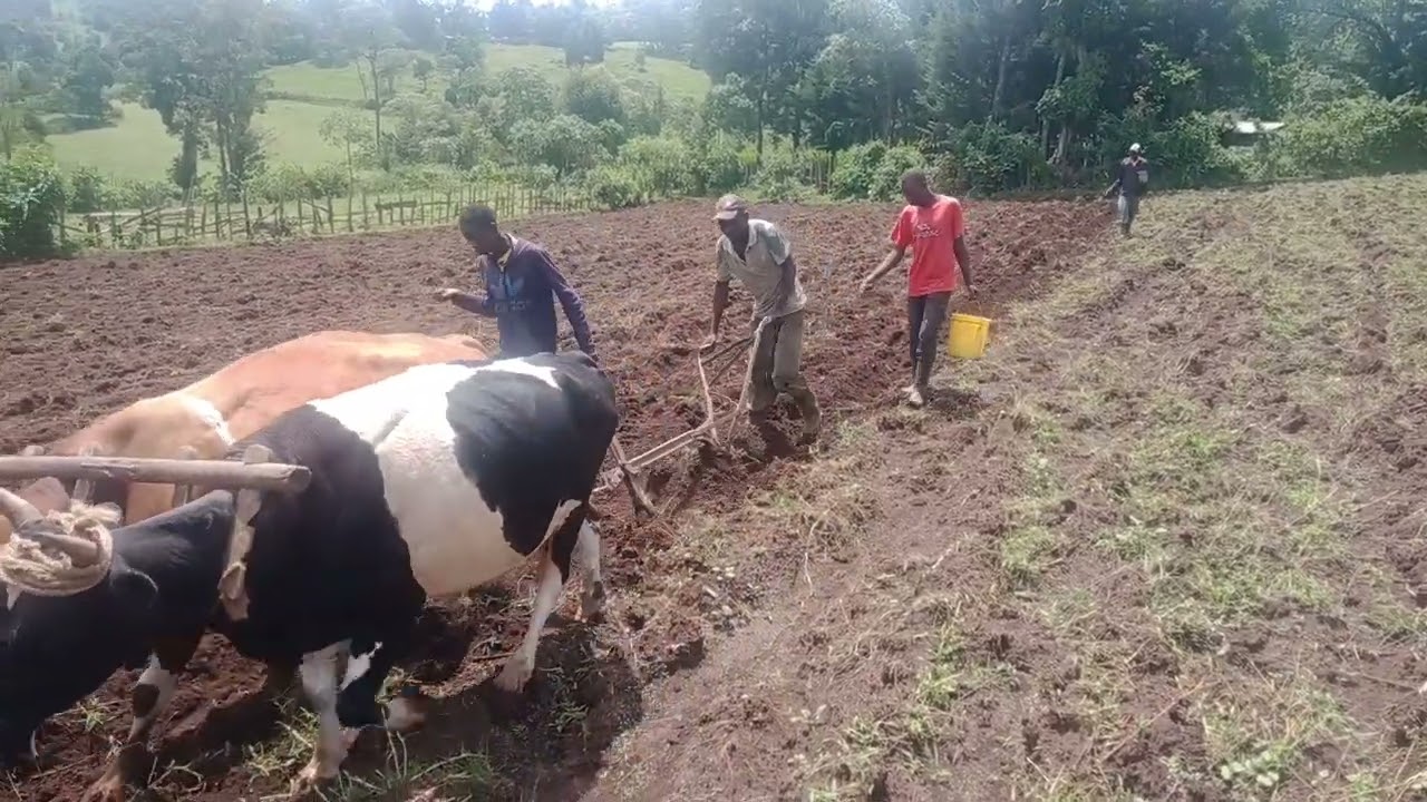 Contour ploughing at Olmekenyu Narok south