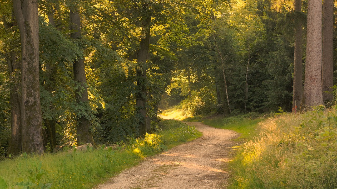 4K - Golden Trails and Whispering Trees - Summer Forest Ambience - Relaxing Nature Sounds (No Loop)