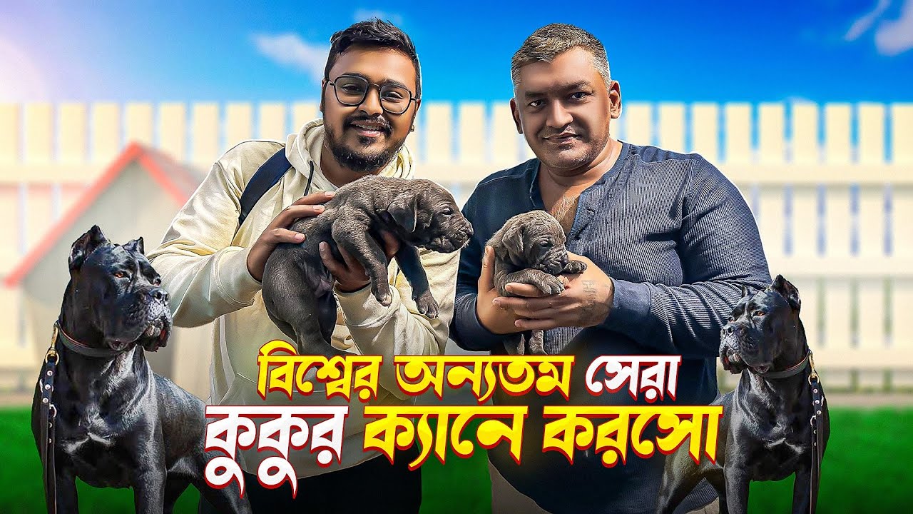 বিশ্বের অন্যতম সেরা কুকুরের খামার বাংলাদেশে | ক্যানে করসো | Italian Mastiff, Cane Corso | Dog Farm