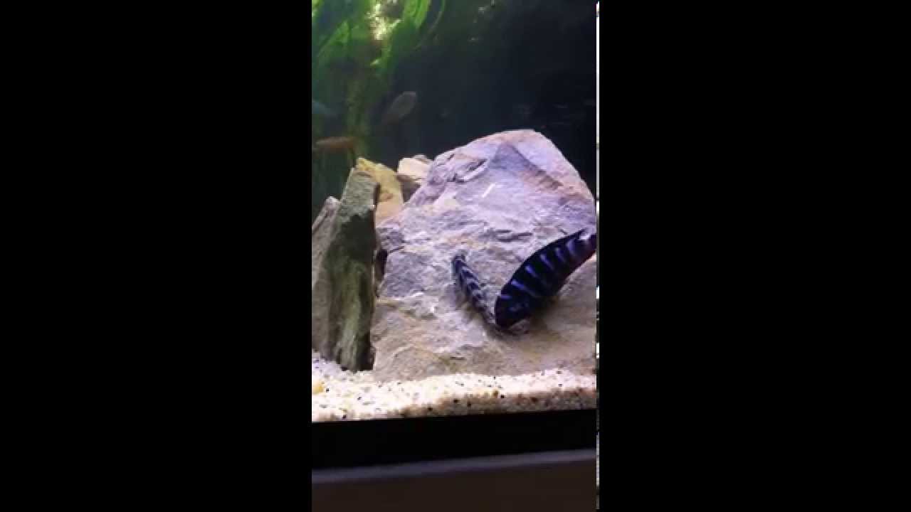 Demasoni Breeding By Cichlids.mk