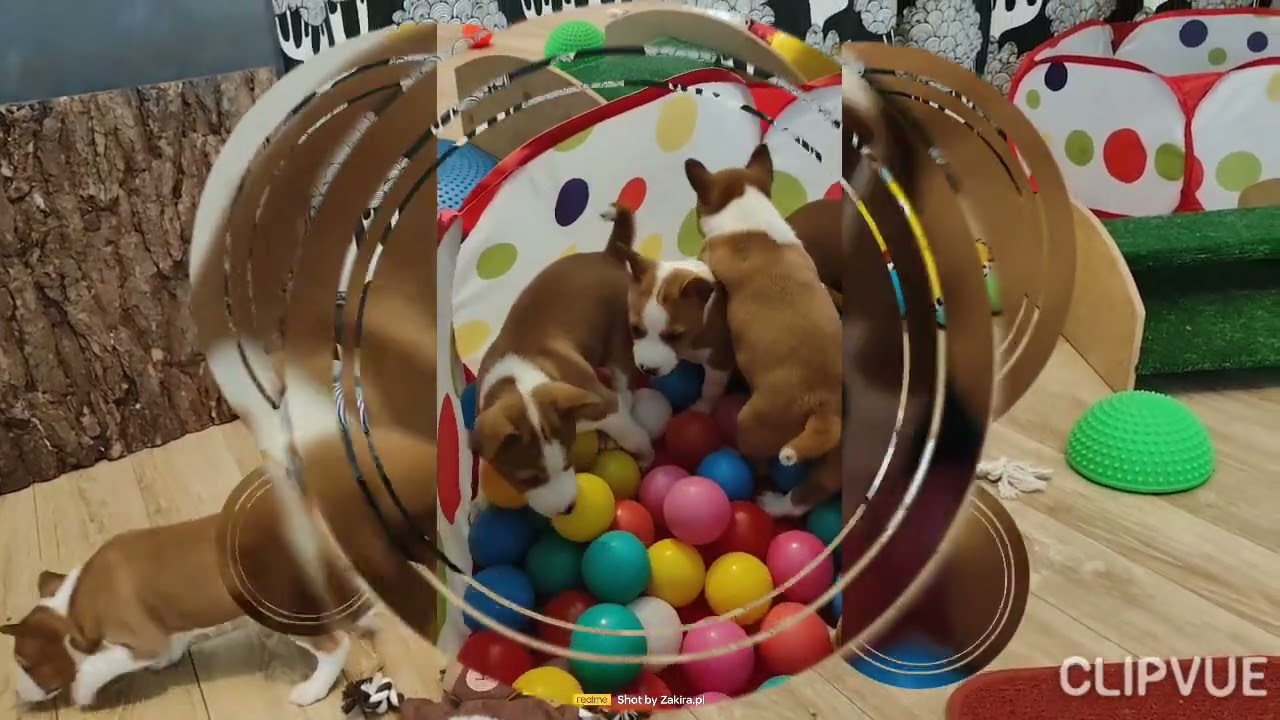 Szczenięta basenji Miot W Zakira FCI
