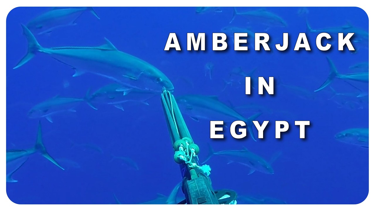 Rob Allen | Amberjack in Egypt | 2026