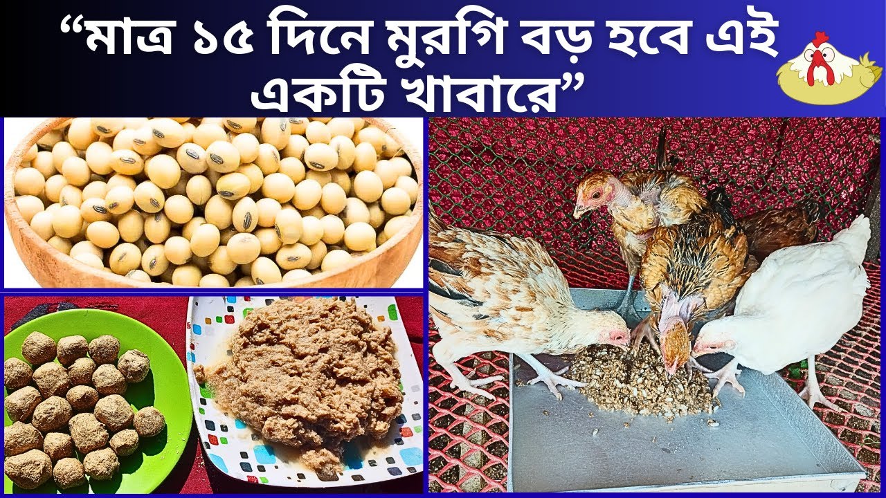 মাত্র ১৫ দিনে মুরগি বড় হবে এই একটি খাবারে