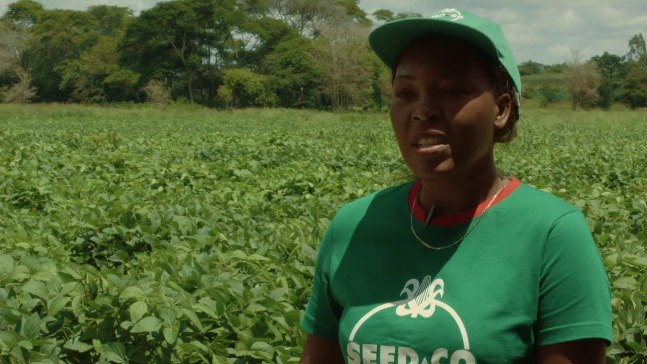 A testimony from a determined young farmer's experience with SeedCo's SC719 and SC Spike