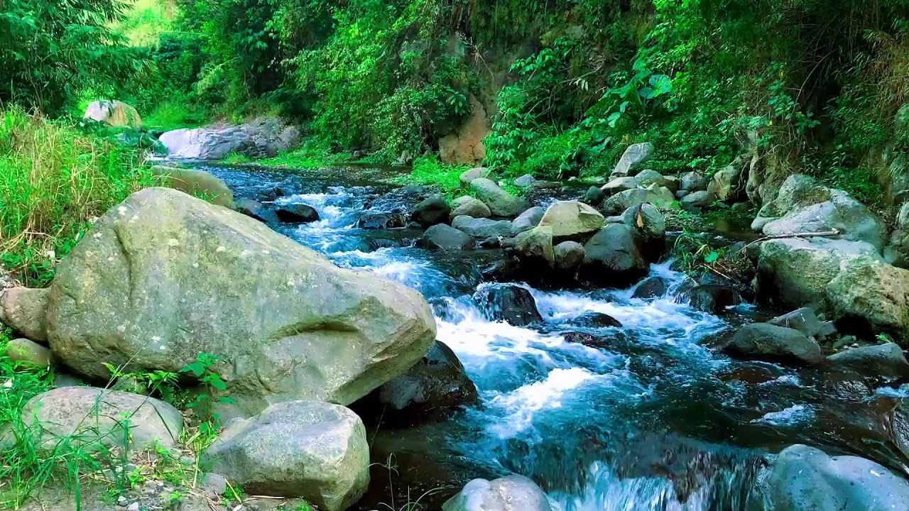 Tropical Forest River Background Noise for Study, Learning