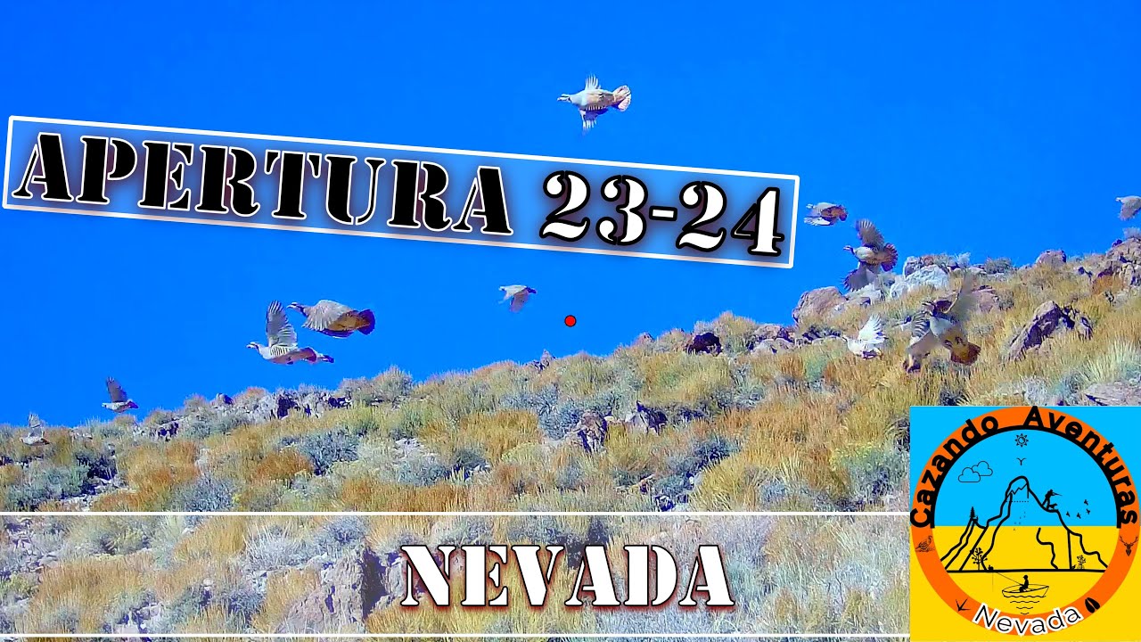 Caza de perdiz, chukars, increíble Levante!