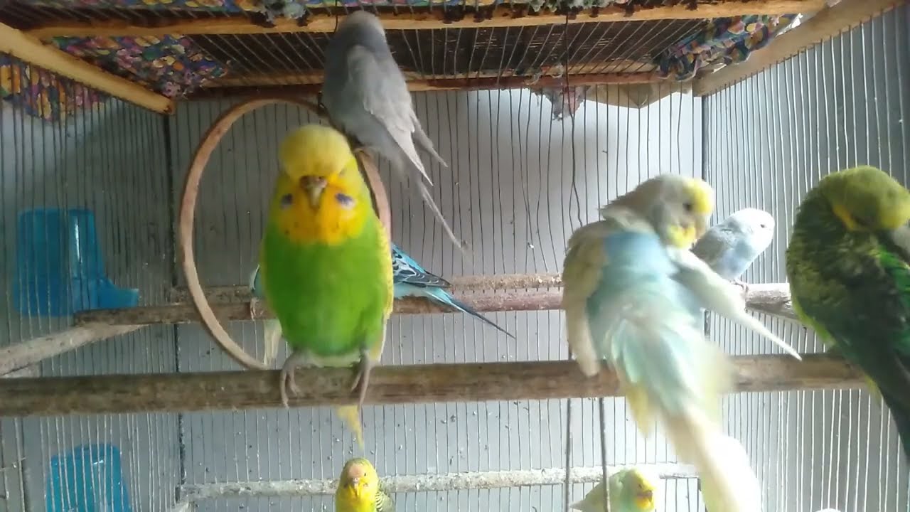 💛 Lerne, wie kleine Haus Tricks deinen Welli wirklich glücklich machen