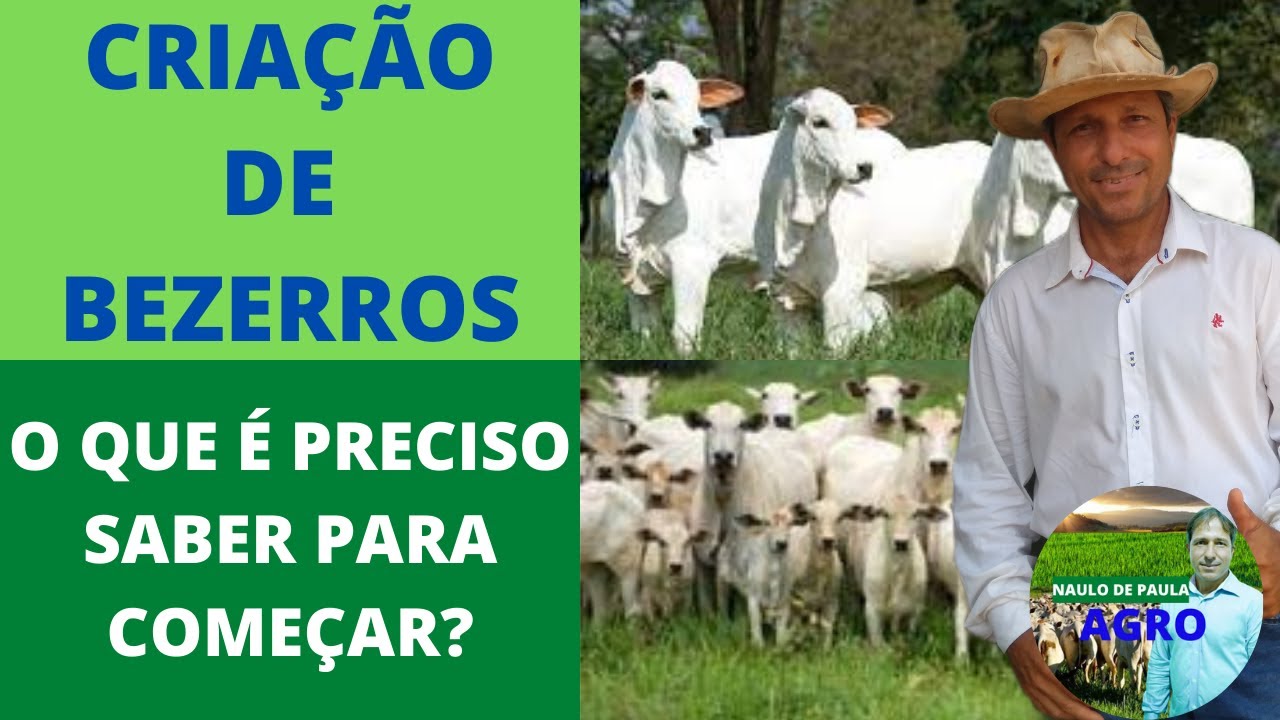 CRIA&Ccedil;&Atilde;O DE BEZERROS / O QUE &Eacute; PRECISO SABER PARA COME&Ccedil;AR?
