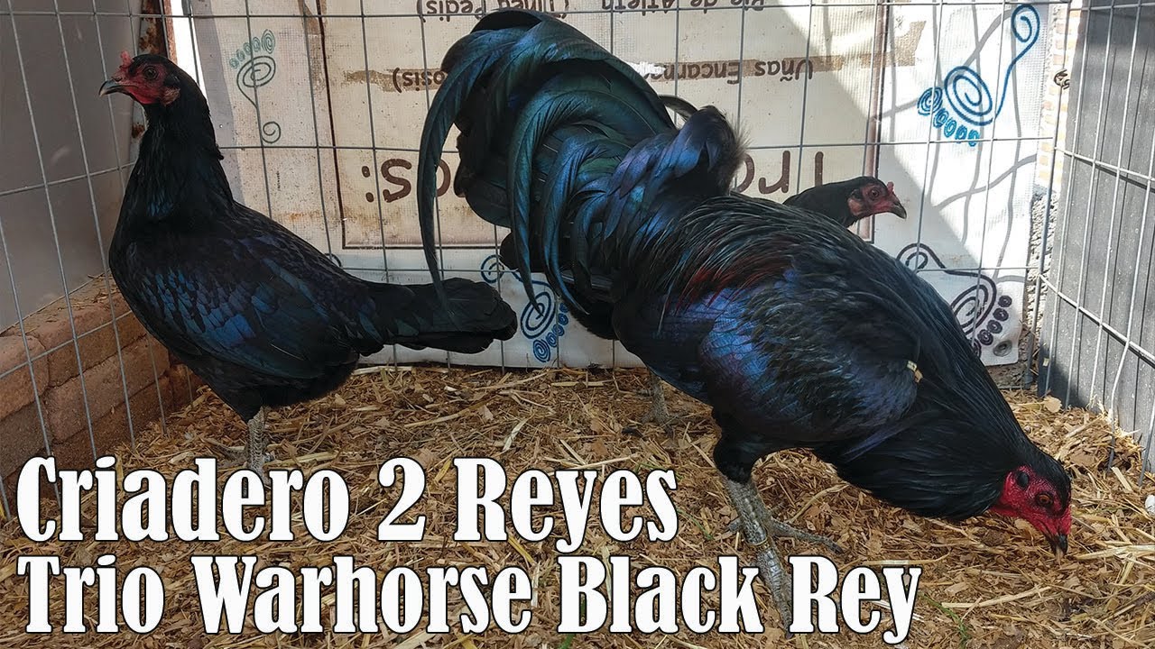 Beautiful Warhorse Black Rey Giros Grey Criadero 2 Reyes Estado de Mexico