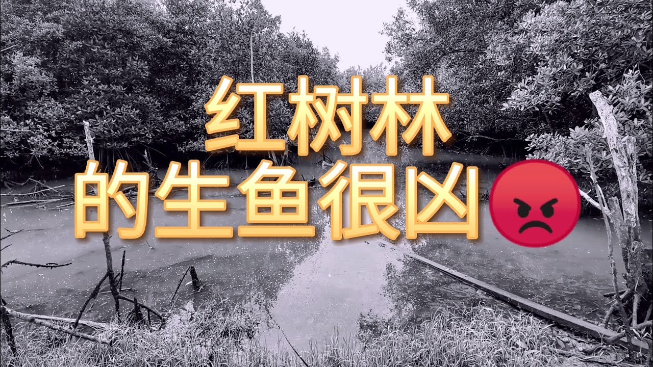 红树林的生鱼很凶🔥🔥🔥