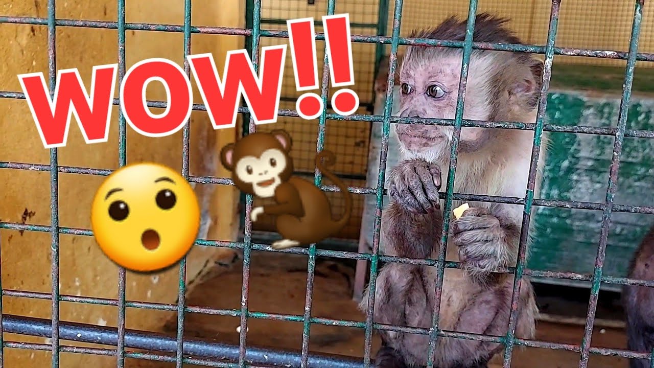Baby!!🐒 oh😯😯 #babymonkey #monkey #cuteanimals #animals #funnyanimals #adorable #wildlife #viralvideo