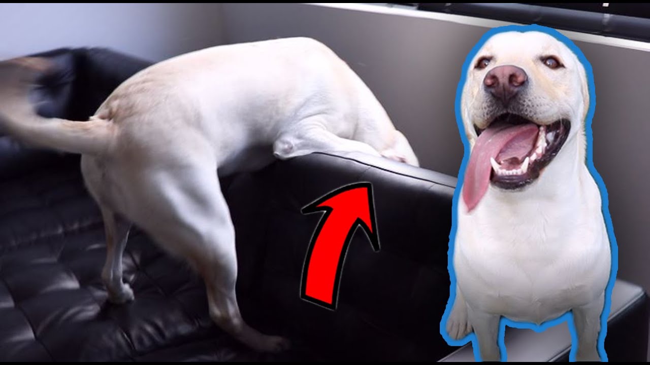 LABRADOR PLAYS HIDE AND SEEK WITH OWNER!!