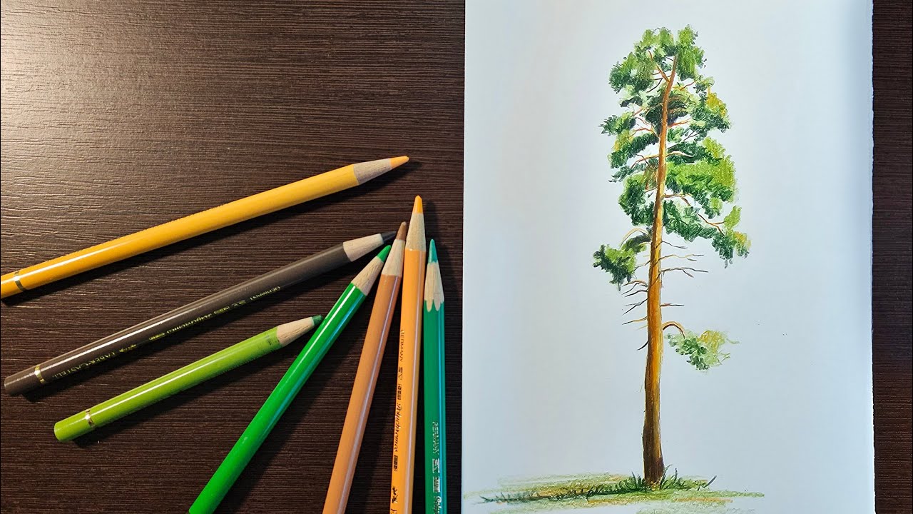 Как рисовать деревья цветными карандашами