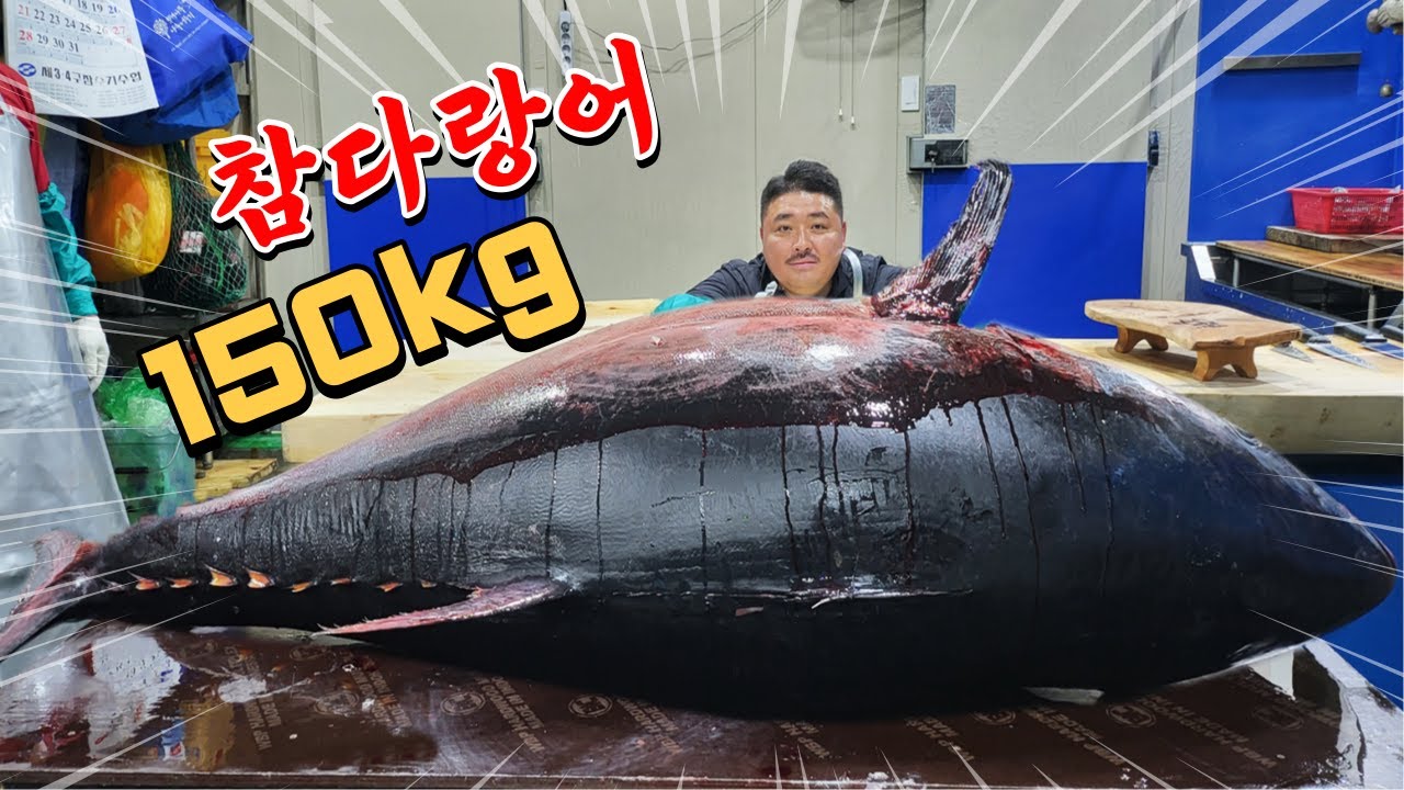 역대급!!얼리지 않은 150kg 생참치 해체쇼 맛보기!!