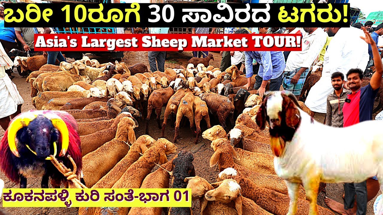 "ಈ ಕುರಿ ಸಂತೇಲಿ 10 ರೂಗೆ ನೀವು ಕುರಿ ಬುಕ್ ಮಾಡಬಹುದು!"-E12-Kukanapalli Sheep Market-Kuri Sante-Kalamadhyam
