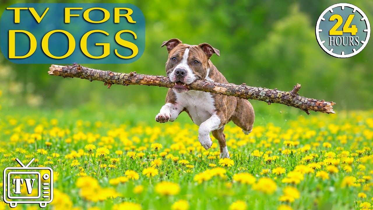 Dog TV 🎵 Best Anti-Anxiety Music for Dogs & Videos to Fast-Boredom Busting All Day (NEW)