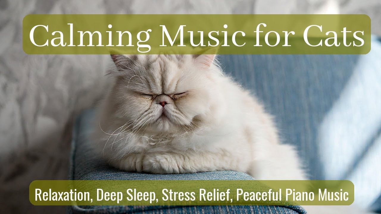 LIVE Sleeping Cat That Instantly Calms Your Heart 😌 | Season 31
