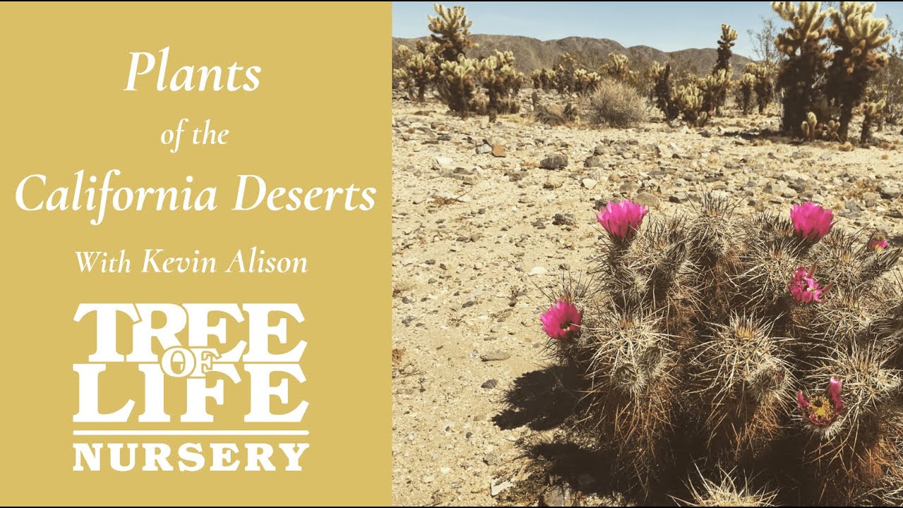 California Desert Plants - with Kevin Alison