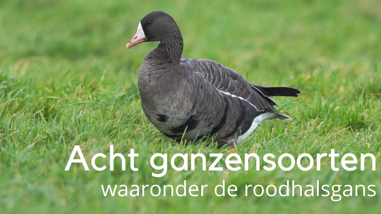 Acht ganzensoorten die je in Nederland kunt zien met o.a. de roodhalsgans #1430