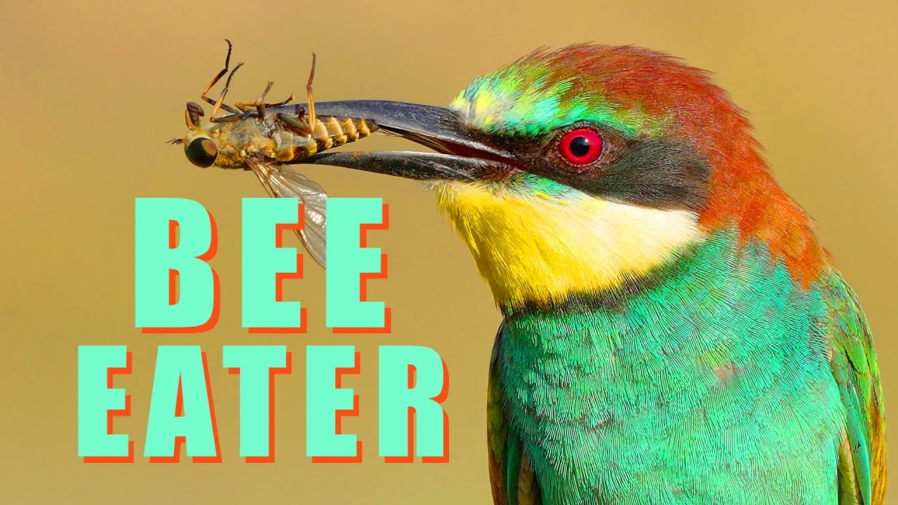 European BEE-EATER - birds from paradise