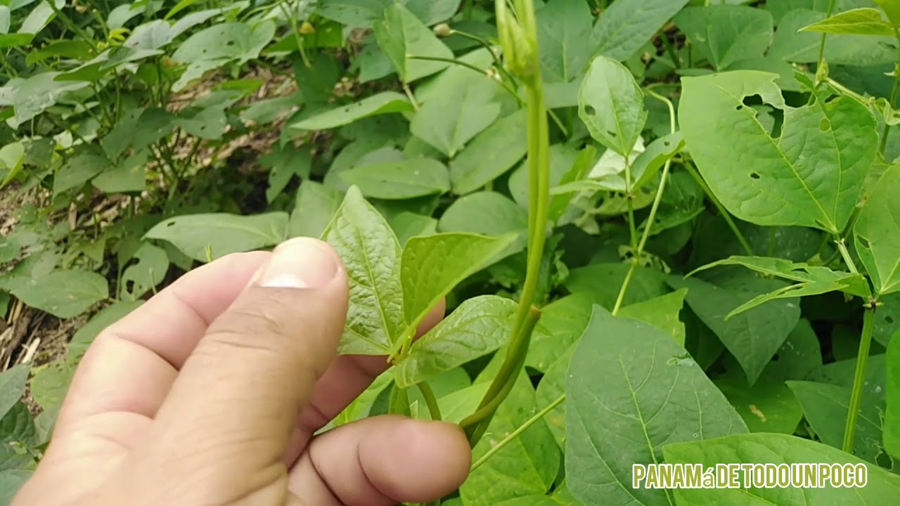 Cultivo de frijoles de bejuco) ya están tiernitos.)