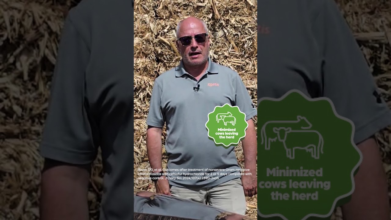 Treating Gram-negative Mastitis in Cows | Zoetis