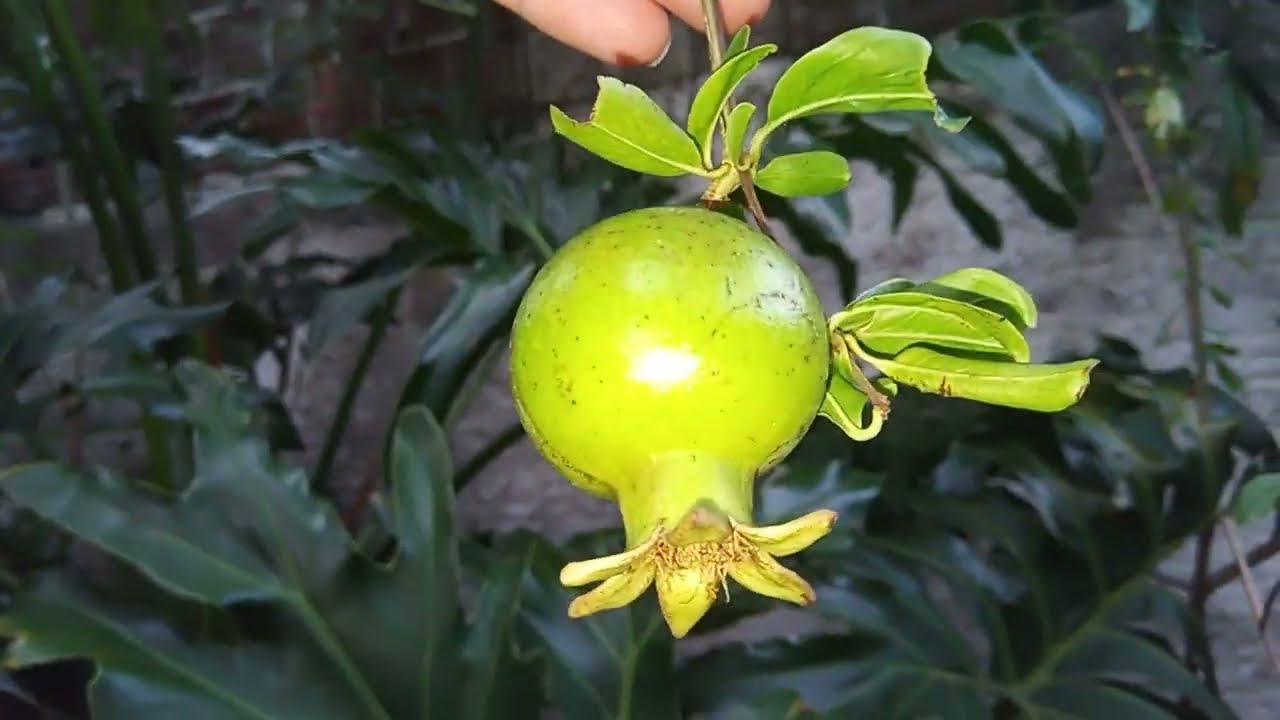 Ouvindo Som de Pássaros nas Árvores Frutíferas do Quintal Fim de Tarde Tranquilidade 