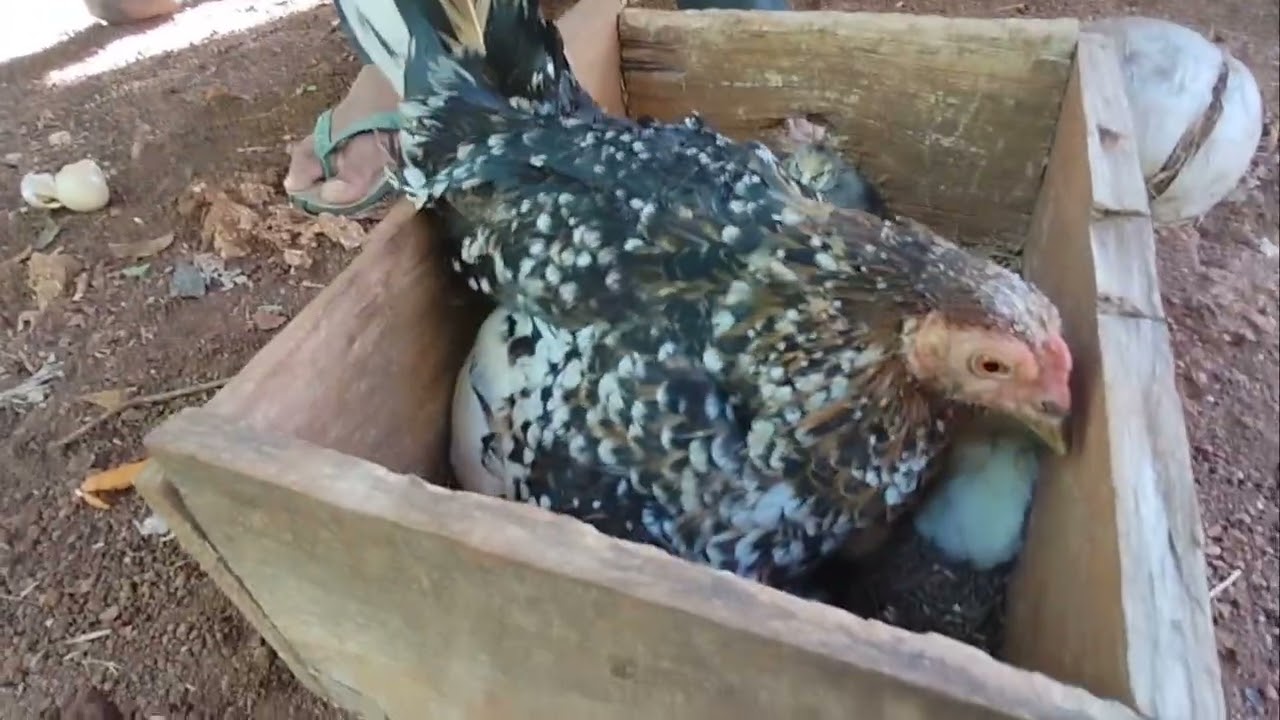 Mengambil anak ayam 🐔 tiga kali menetas satu indukan 