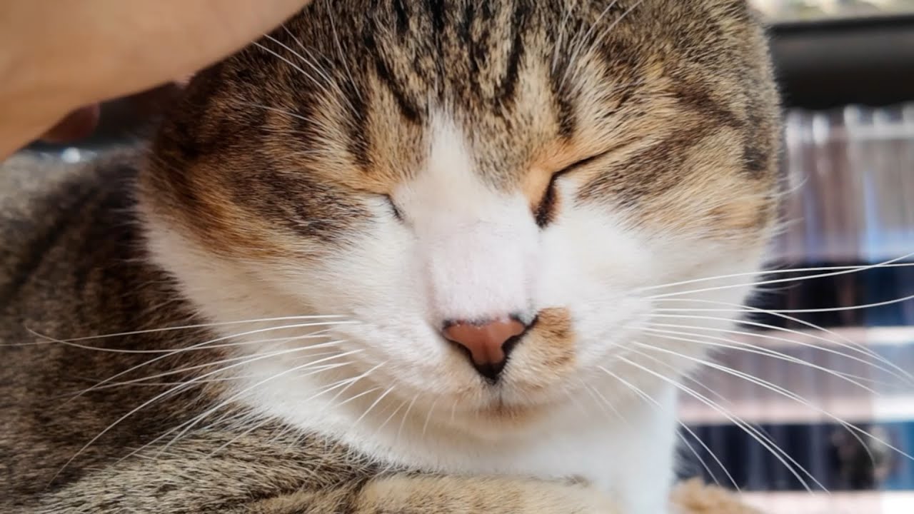 かわいいメタボ野良猫