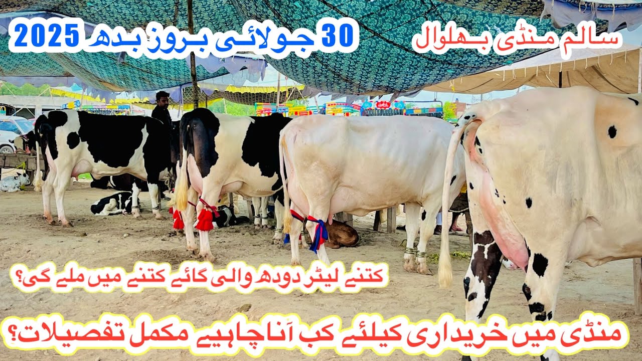 Salam Mandi Bhalwal ||Cows Fresh Rates And Updates Today|| Nili Ravi Buffaloes || 30 July 2025
